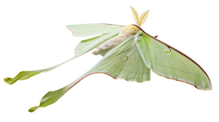 Pale green luna moth with long tails, isolated on transparent background © Emilia