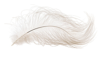 Delicate white ostrich feather with fine wisps, isolated on transparent background © Emilia