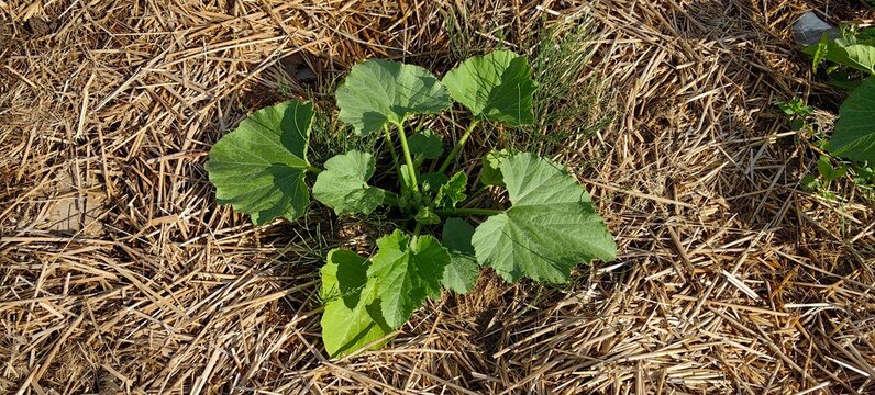 Zucchini plants are growing in the vegetable garden&mdash;young shoots of the vegetable crop.