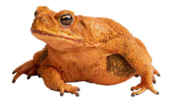 Orange bumpy toad with dark patterned skin, isolated on transparent background
