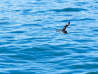 Fototapeta premium Cape petrel flying above blue ocean waves in Kaikoura, New Zealand