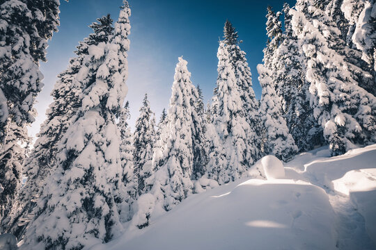 Magical forest stretches out under a blue sky, and tall pine trees covered in fresh snow create a winter fairy tale. Merry Christmas, Happy new year.