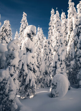 Tall pine trees covered in fresh snow after a heavy snowfall create a winter fairy tale. Merry Christmas, Happy new year.