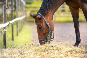 Horse eat hay © kwadrat70