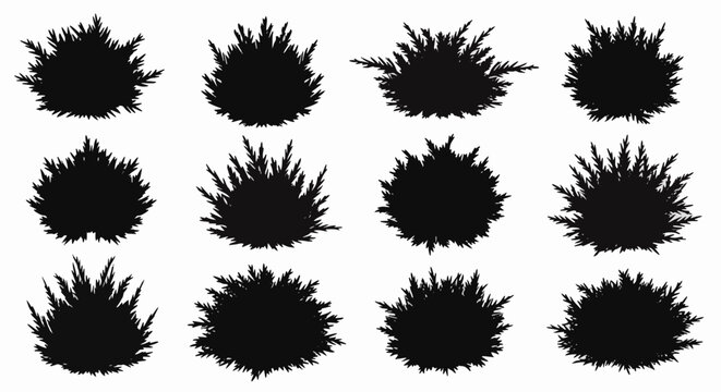 Collection of twelve black silhouette illustrations of juniper bushes and evergreen shrubs isolated on white. Detailed coniferous plant set for landscape design and nature graphics.