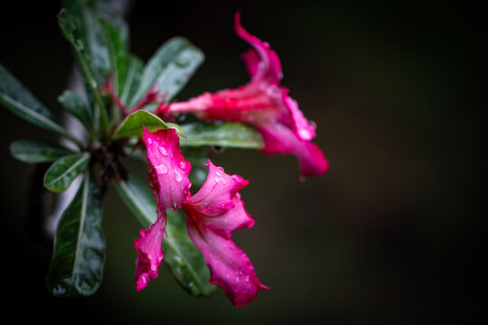 Pink desert rose flowers (Adenium) with water droplets against a dark background, close-up of tropical blooms with green leaves.