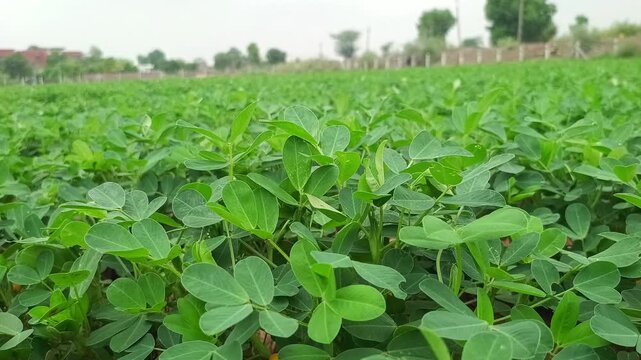 Lush Green Peanut Crop Field and Growing Groundnut Plants, Agriculture Concept