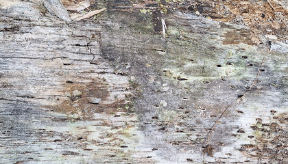 a close-up, top-down view of a highly distressed, decaying log or tree trunk that has lost its outer bark © Aswandi Jaafar Sidik