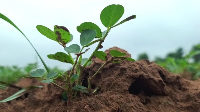 Lush Green Peanut Crop Field and Growing Groundnut Plants, Agriculture Concept