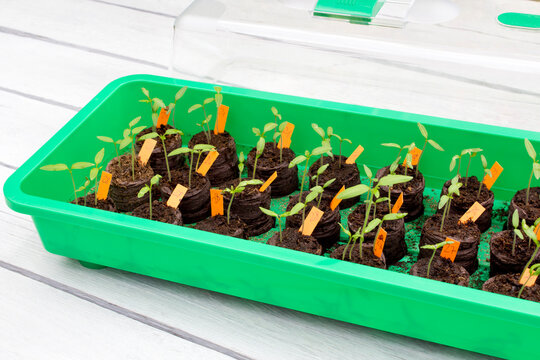 Tomato seedlings in mini greenhouse