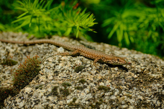 Wall lizard Podarcis muralis hunting on a rock outdoors