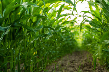 Fototapeta premium Lush green cornfield path during summer, showing agriculture, sustainable farming, and healthy crop growth in rural nature