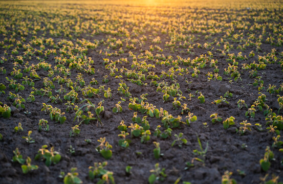 Young soybean plants growing in fertile farm field at golden hour, illuminated by setting sun, agriculture concept