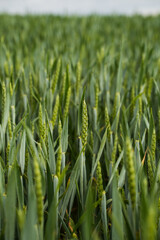 Fototapeta premium Green wheat field growing under a clear sky, an agricultural landscape representing growth, harvest, and food production