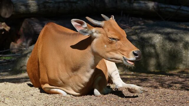 Banteng, Bos javanicus or Red Bull. It is a type of wild cattle But there are key characteristics that are different from cattle and bison: a white band bottom in both males and females.