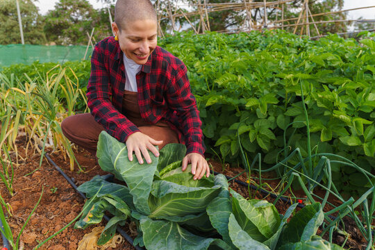 A smiling woman touches an organic cabbage in an urban garden