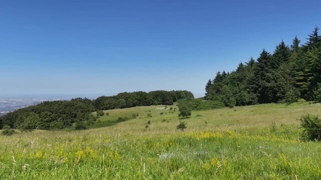 Prato verde con fiori gialli, colline erbose e abeti sullo sfondo sotto un cielo azzurro, in un paesaggio naturale luminoso e tranquillo