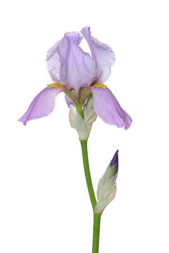 Iris flower and bud, white background