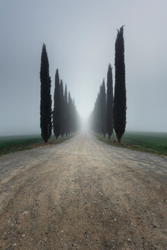 Italy, Tuscany, Rows of cypress trees along empty dirt road during foggy weather