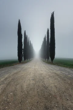 Italy, Tuscany, Rows of cypress trees along empty dirt road during foggy weather
