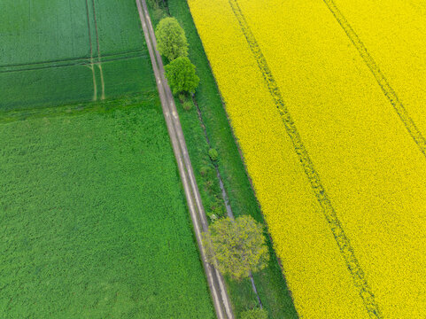 A dirt road separates green and yellow fields in Germany