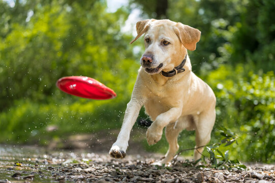 Young Labrador Retriever catching plastic disc