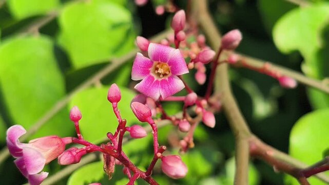 Beautiful bilimbi (Averrhoa bilimbi) flowers blooming gracefully on the trunk and branches, displaying delicate reddish-purple blossoms that highlight the unique charm of this tropical fruit tree.