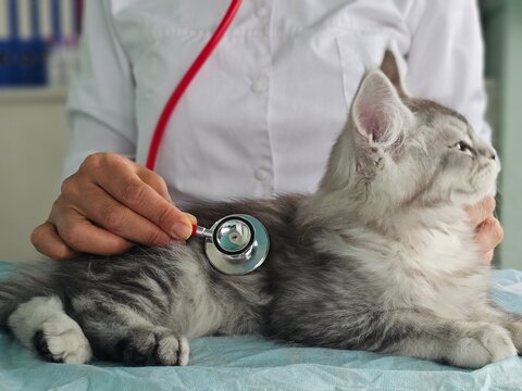 Veterinarian examines a cat using a stethoscope