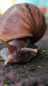 A cute garden snail slowly crawling across the ground in a home yard, showcasing its spiral shell and gentle movement in a peaceful outdoor environment after damp weather