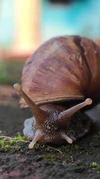 A cute garden snail slowly crawling across the ground in a home yard, showcasing its spiral shell and gentle movement in a peaceful outdoor environment after damp weather