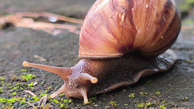 A cute garden snail slowly crawling across the ground in a home yard, showcasing its spiral shell and gentle movement in a peaceful outdoor environment after damp weather