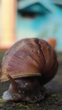 A cute garden snail slowly crawling across the ground in a home yard, showcasing its spiral shell and gentle movement in a peaceful outdoor environment after damp weather