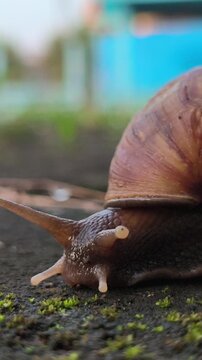 A cute garden snail slowly crawling across the ground in a home yard, showcasing its spiral shell and gentle movement in a peaceful outdoor environment after damp weather