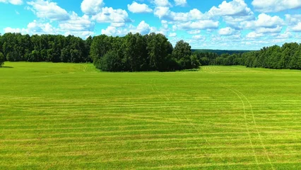 Green grass fields bordered by dense trees under a bright blue sky with scattered fluffy clouds © NBLX