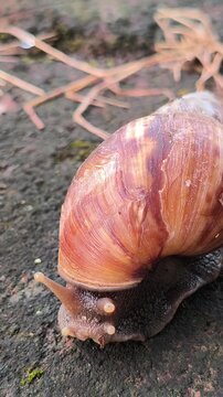 A cute garden snail slowly crawling across the ground in a home yard, showcasing its spiral shell and gentle movement in a peaceful outdoor environment after damp weather