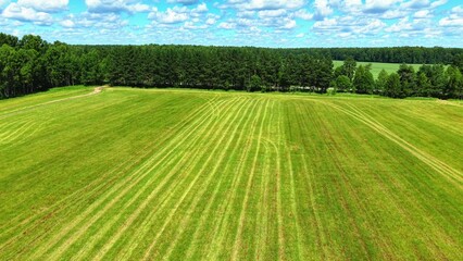 Naklejka premium Green grass field with evenly mowed patterns under a clear blue sky and scattered clouds