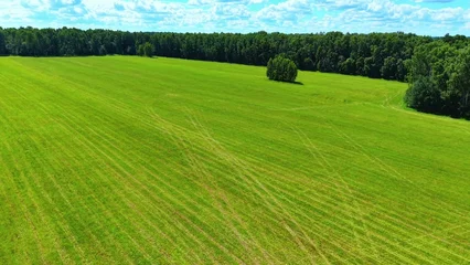 Lush green field with patterns of freshly mowed grass under bright blue sky © NBLX
