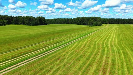 Naklejka premium Green striped grass fields with clear blue sky and fluffy white clouds during summer season