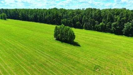 Lush green grass field with isolated trees and vibrant cloud pattern in blue sky © NBLX