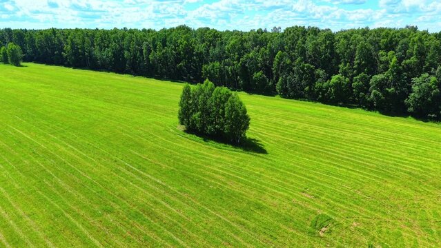 Lush green grass field with isolated trees and vibrant cloud pattern in blue sky