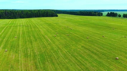 Fototapeta premium Green pasture with hay bales scattered evenly under clear blue skies in rural landscape