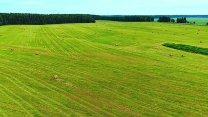 Fototapeta premium Freshly cut green grass field dotted with round hay bales under a clear blue sky