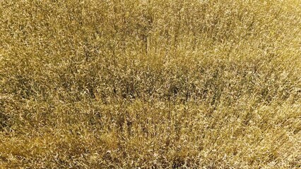 Fototapeta premium Golden wheat field with abundant stalks ready for harvest under bright sunlight