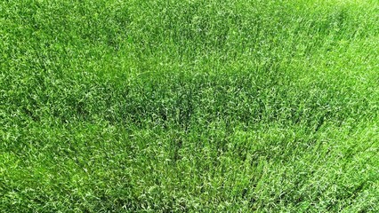 Fototapeta premium Healthy oat grass blades in lush green field with sunlight illuminating vibrant textures