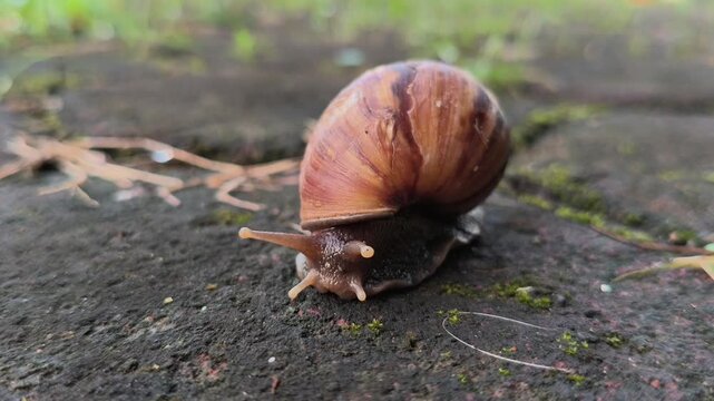 A cute garden snail slowly crawling across the ground in a home yard, showcasing its spiral shell and gentle movement in a peaceful outdoor environment after damp weather