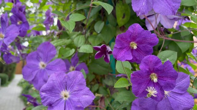 a cluster of vibrant purple clematis flowers blooming on a lush green vine. Popular climbing plant in a summer garden.