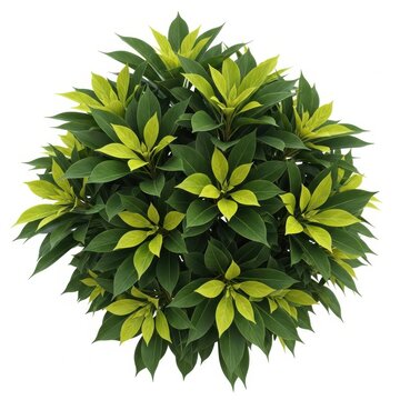 Lush round bush with variegated green and yellow leaves, white