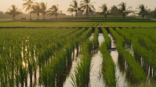 Green rice paddy field with water reflection and palm trees at golden sunset