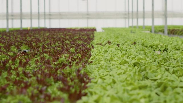Detailed mature different lettuce varieties prepared for harvest and delivery in empty greenhouse, including drip irrigation, control panels and organic lettuce rows in a hydroponic farming workflow.