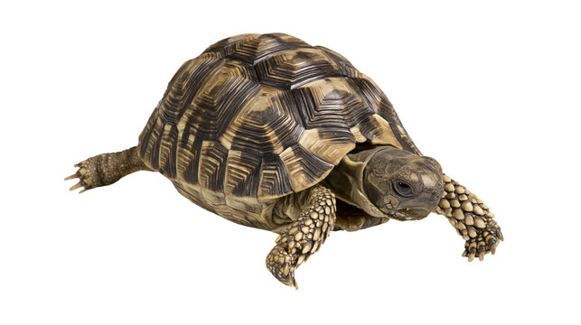 Detailed tortoise with patterned shell, isolated on transparent background